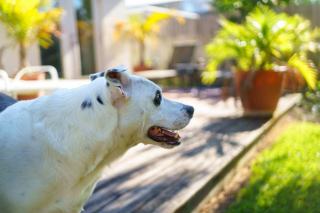 Chien allongé sur la terrasse en pierre d'un gîte au jardin clos